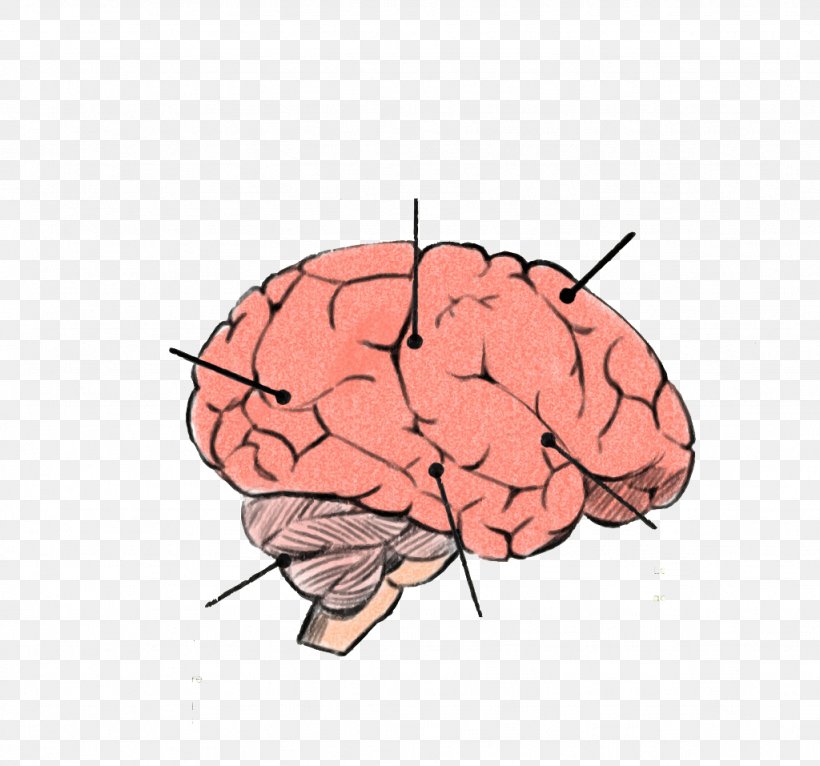 Human Brain Cerebrum Agy Euclidean Vector, PNG, 1024x957px, Watercolor, Cartoon, Flower, Frame, Heart Download Free