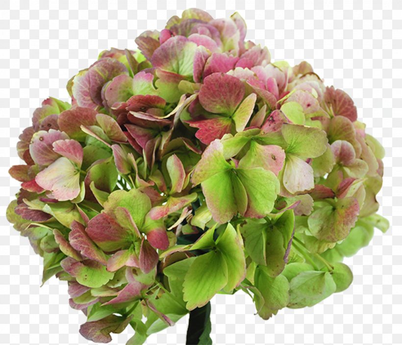 Hydrangea Cut Flowers Garden Roses, PNG, 1024x879px, Hydrangea, Annual Plant, Cornales, Cut Flowers, David Ch Austin Download Free