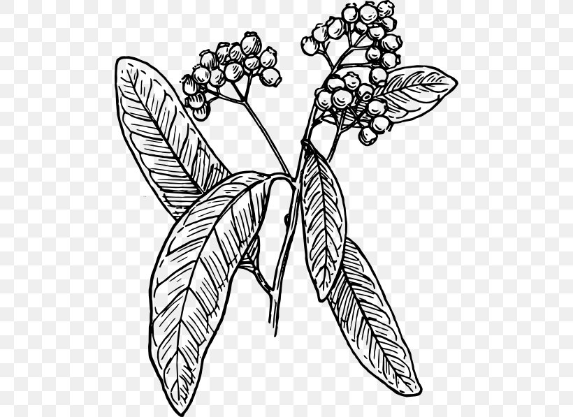 Allspice Black And White Clip Art, PNG, 492x597px, Allspice, Art, Artwork, Black And White, Branch Download Free