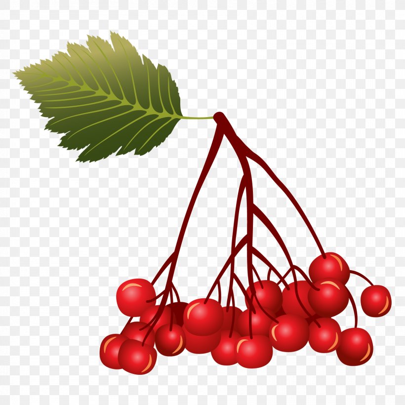 Berry Cherry Euclidean Vector Fruit, PNG, 1667x1667px, Berry, Auglis, Branch, Cdr, Cherry Download Free