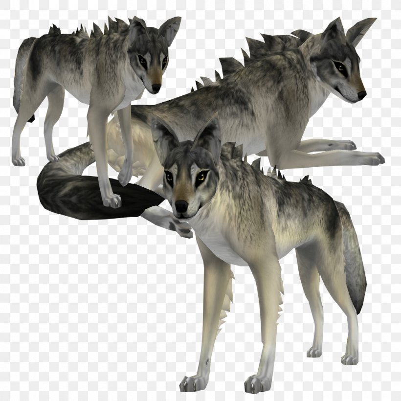 Czechoslovakian Wolfdog Saarloos Wolfdog Kunming Wolfdog Seppala Siberian Sleddog Coyote, PNG, 1000x1000px, Czechoslovakian Wolfdog, Alaskan Tundra Wolf, Animal, Black Wolf, Canis Download Free