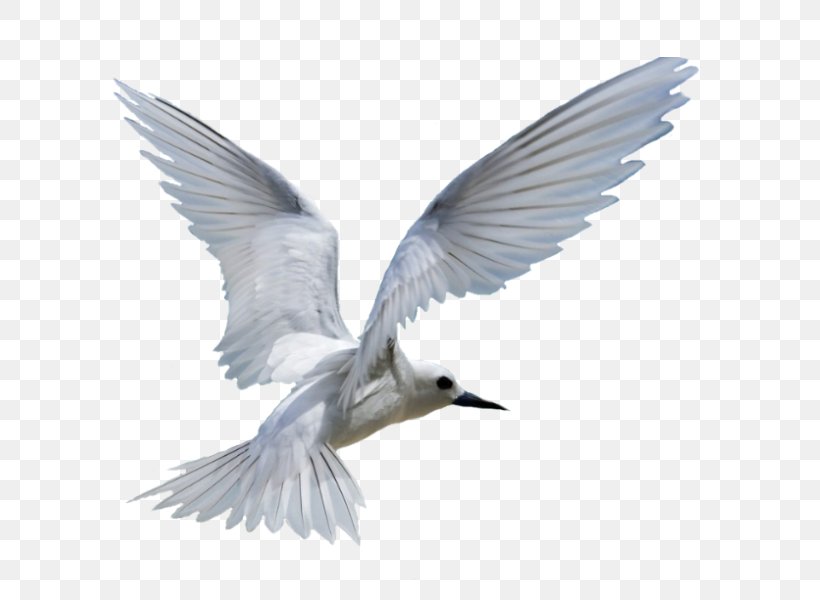 Gulls Bird Migration, PNG, 600x600px, Gulls, Animal, Beak, Bird, Bird Migration Download Free
