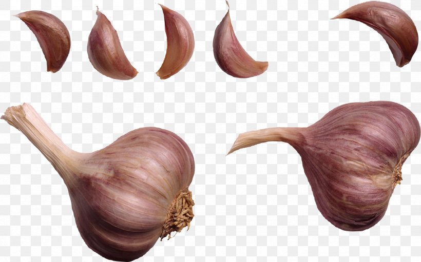 Shallot Hand Wart, PNG, 1769x1104px, Wart, Alternative Health Services, Chlamydia Infection, Cure, Garlic Download Free