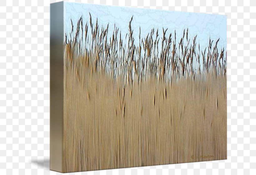 Wood Stain Grasses /m/083vt Family, PNG, 650x560px, Wood, Commodity, Family, Grass, Grass Family Download Free