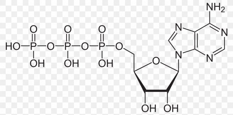 Adenosine Triphosphate Adenosine Diphosphate High-energy Phosphate, PNG, 1200x592px, Adenosine Triphosphate, Adenine, Adenosine, Adenosine Diphosphate, Area Download Free