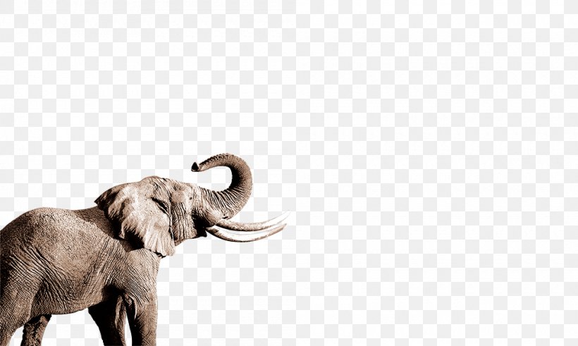 African Elephant Indian Elephant Nose, PNG, 1000x600px, African Elephant, Animal, Elephant, Elephants And Mammoths, Google Images Download Free