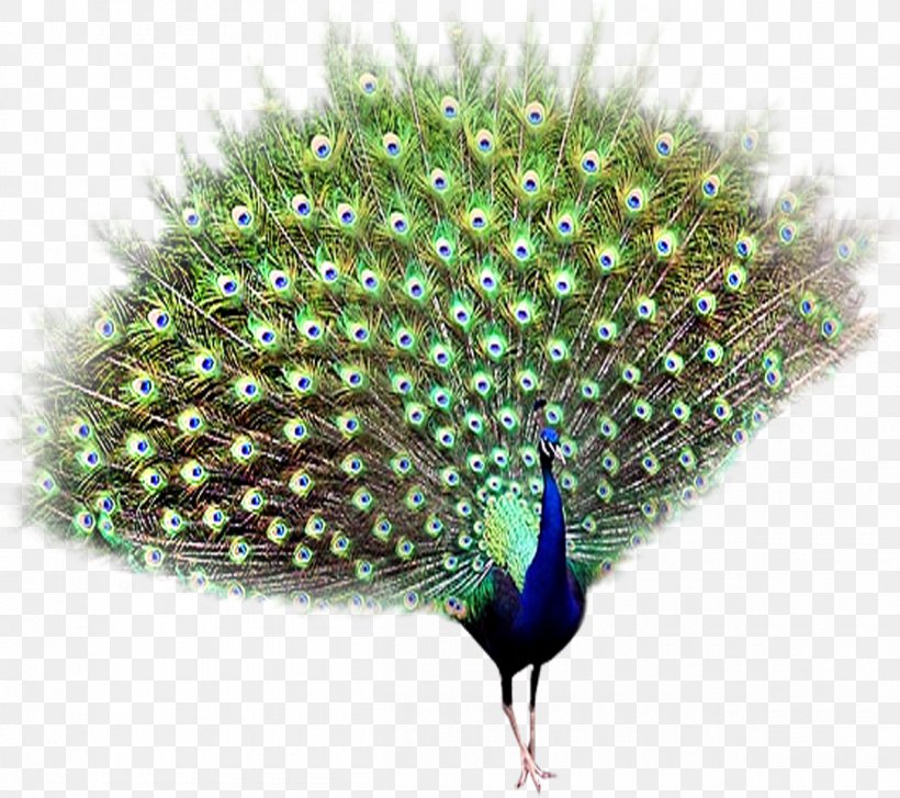 Bird Peafowl, PNG, 1200x1064px, Bird, Animal, Asiatic Peafowl, Beak, Book Download Free