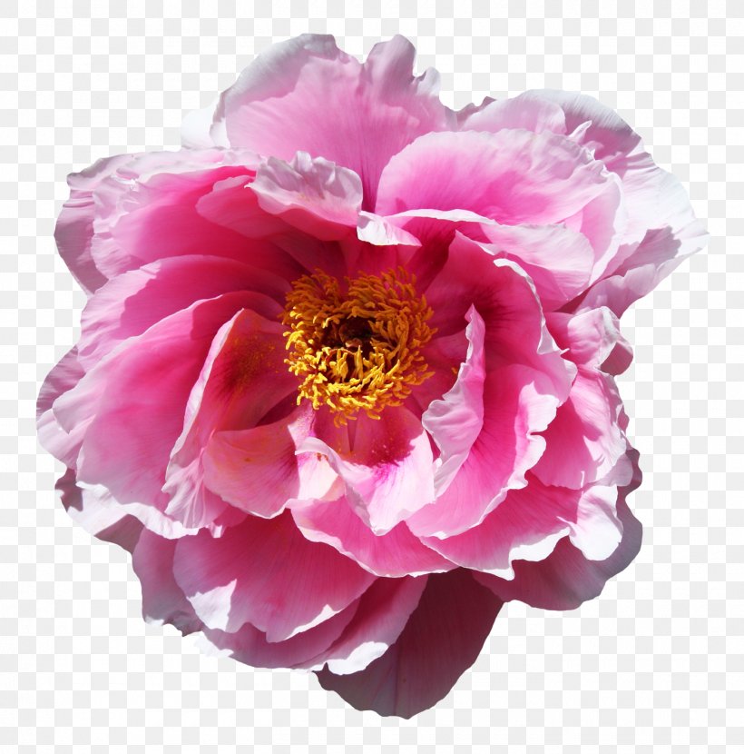 Flower Rose, PNG, 1400x1418px, Flower, Blue, Color, Cut Flowers, Floral Design Download Free