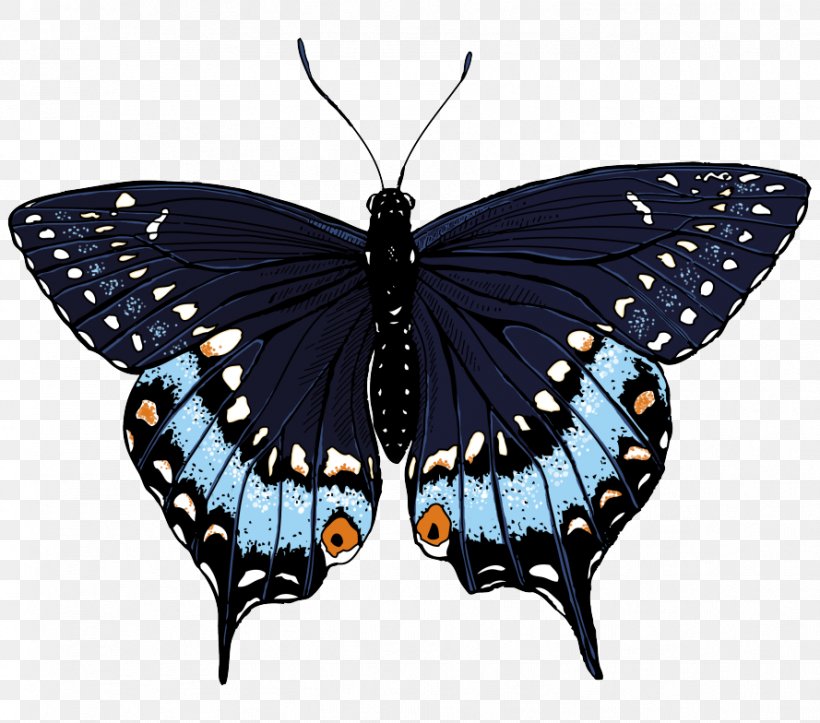 Swallowtail Butterfly Insect Papilio Machaon Clip Art, PNG, 889x784px, Butterfly, Arthropod, Black Swallowtail, Brush Footed Butterfly, Drawing Download Free