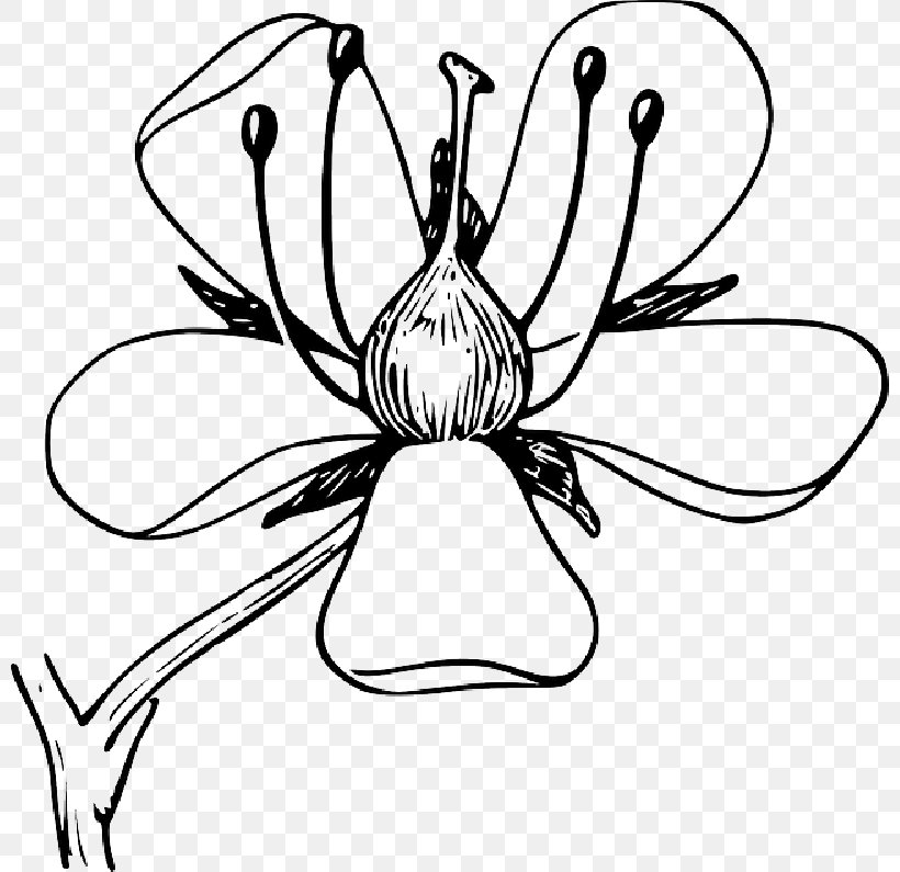 Flower Clip Art Vector Graphics Plants Petal, PNG, 800x795px, Flower, Black, Blackandwhite, Botany, Coloring Book Download Free