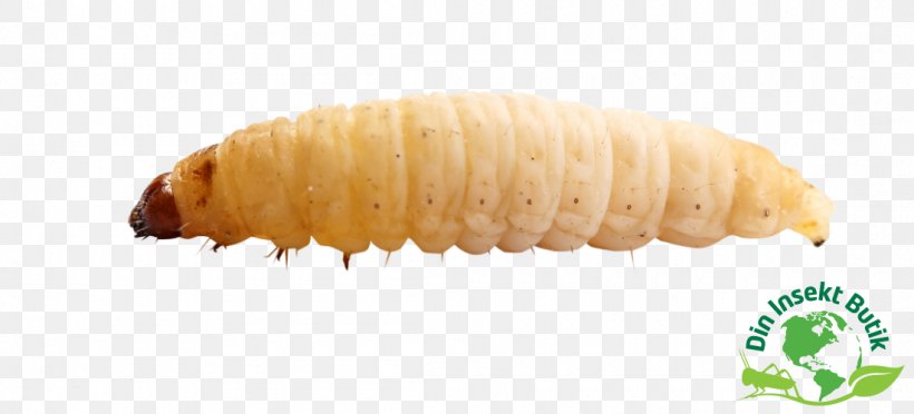 Waxworm Insect Larva Reptile, PNG, 1100x500px, Waxworm, Animal, Corn On The Cob, Din Insekt Butik, Earthworms Download Free