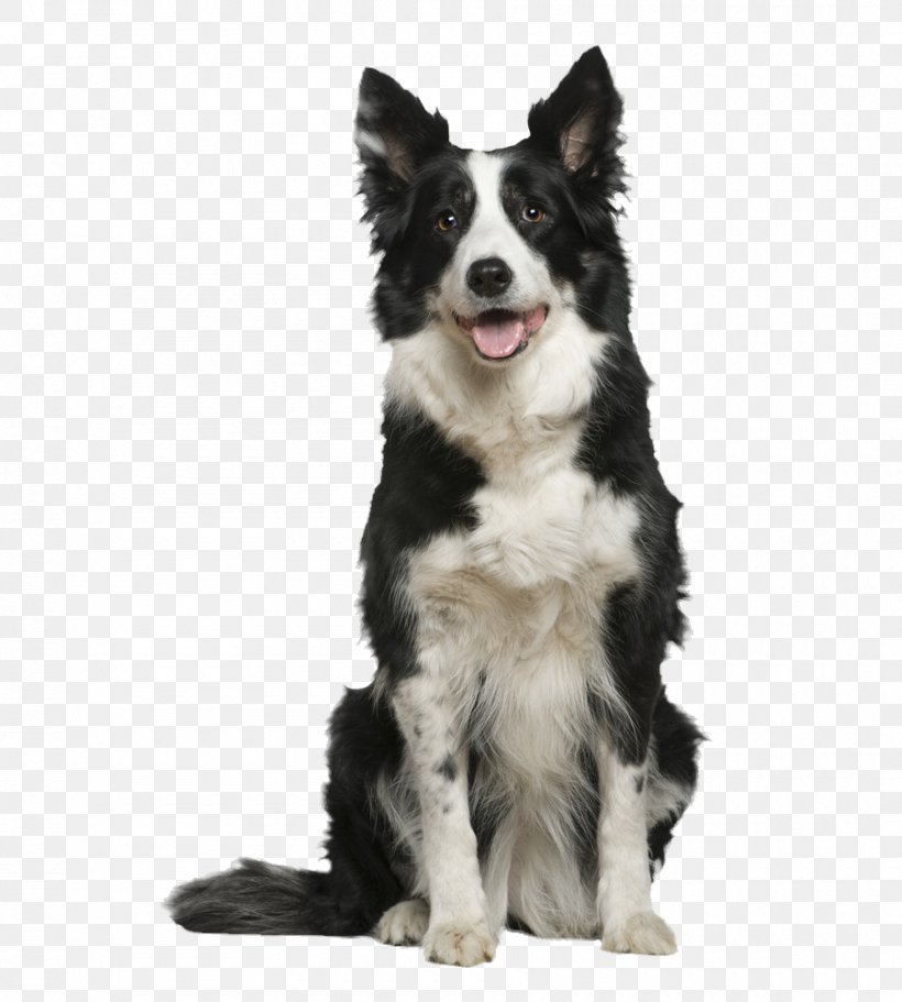 Border Cartoon, PNG, 900x1000px, Border Collie, Australian Collie, Australian Shepherd, Blackandwhite, Boxer Download Free