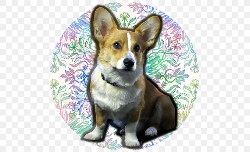 Pembroke Welsh Corgi Cardigan Welsh Corgi Dorgi Corgi-Chihuahua Dog Breed, PNG, 500x500px, Pembroke Welsh Corgi, Animal, Breed, Canidae, Cardigan Welsh Corgi Download Free