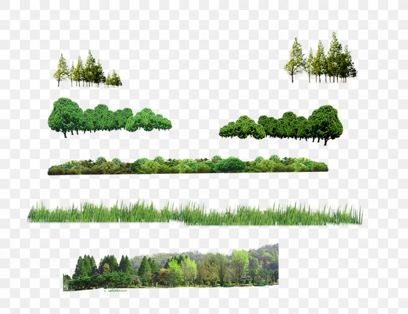 Tree Forest Computer File, PNG, 1000x771px, Tree, Biome, Designer, Ecosystem, Flora Download Free