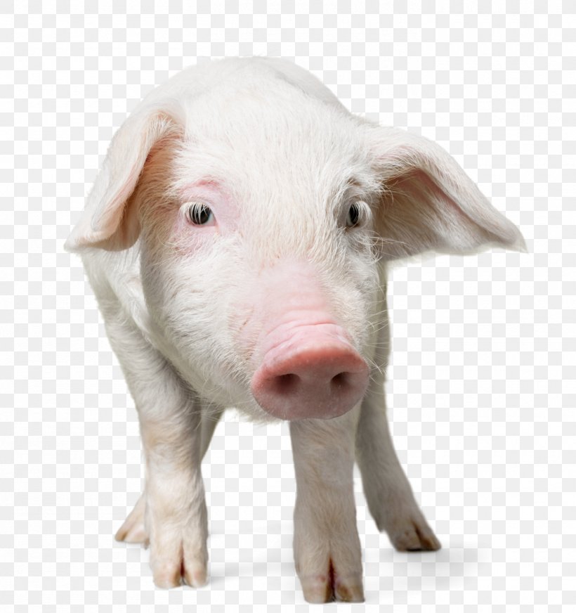 Domestic Pig Puppy Dog Snout, PNG, 1410x1500px, Domestic Pig, Breed, Dog, Dog Breed, Livestock Download Free