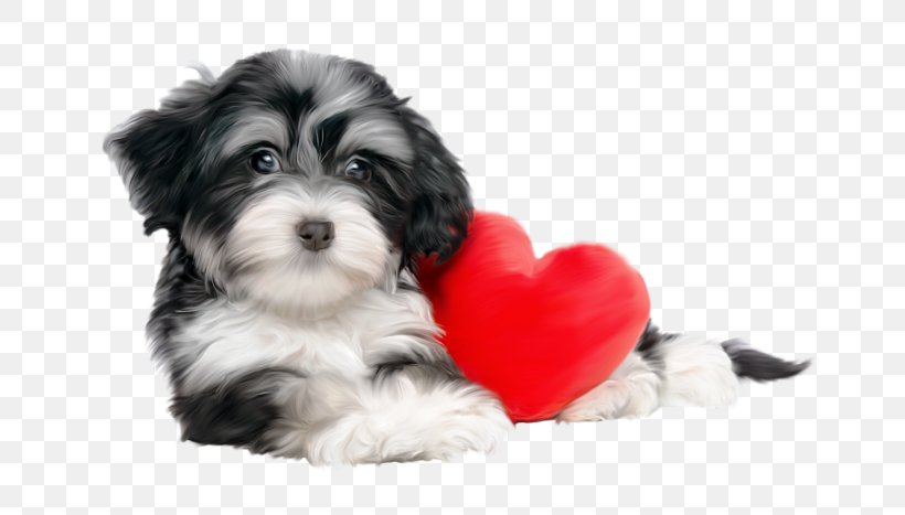 Havanese Dog Puppy Pharaoh Hound Shih Tzu Valentine's Day, PNG, 700x467px, Havanese Dog, Bichon, Bolonka, Boy, Carnivoran Download Free