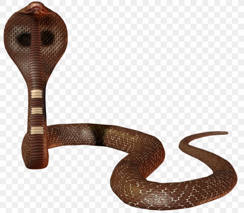 Snake Scaled Reptiles Indian Cobra Elapidae, PNG, 955x836px, Snake, Bigstock, Cobra, Elapidae, Indian Cobra Download Free