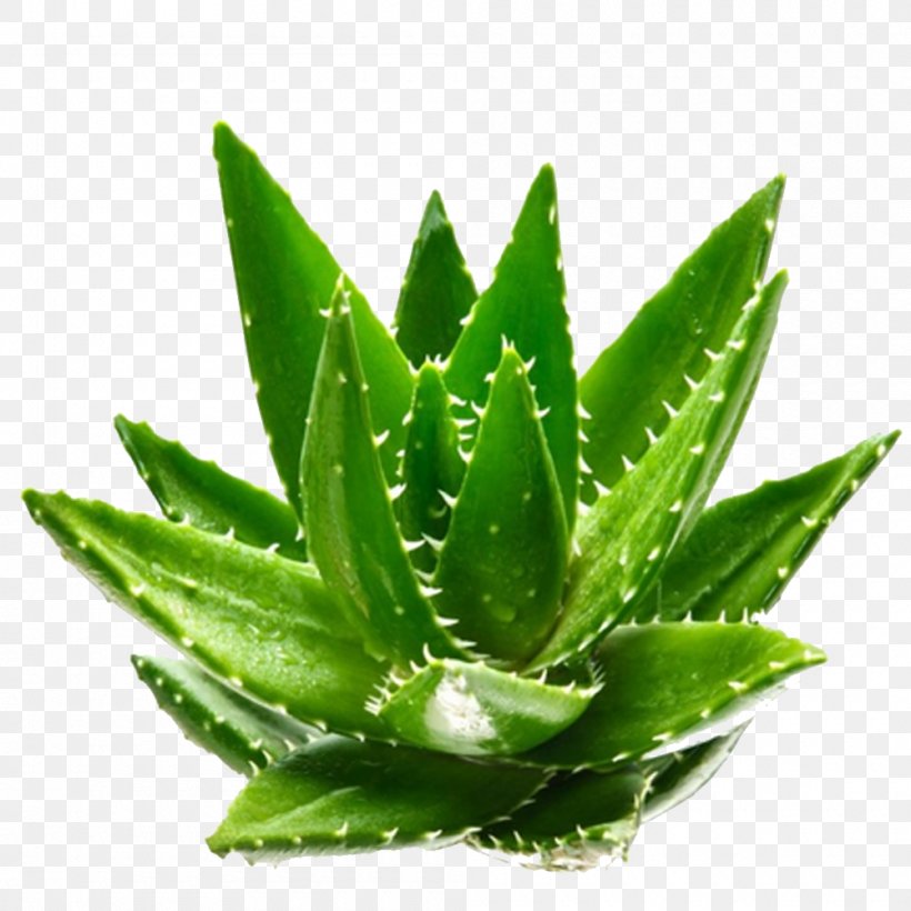 Aloe Vera Green Plant Aloin, PNG, 1000x1000px, Aloe Vera, Aloe, Aloin, Extract, Flowerpot Download Free