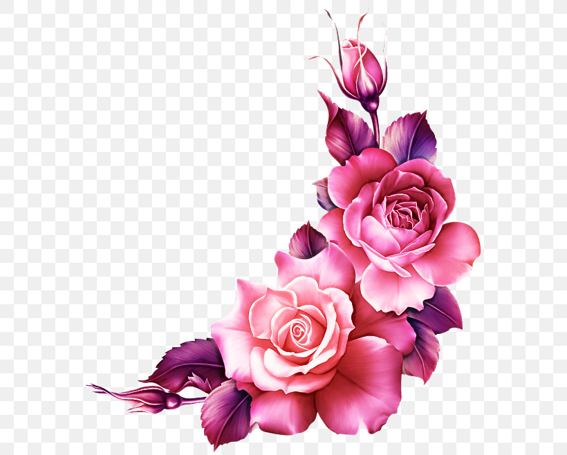 Garden Roses, PNG, 589x658px, Pink, Artificial Flower, Bouquet, Cut Flowers, Floral Design Download Free