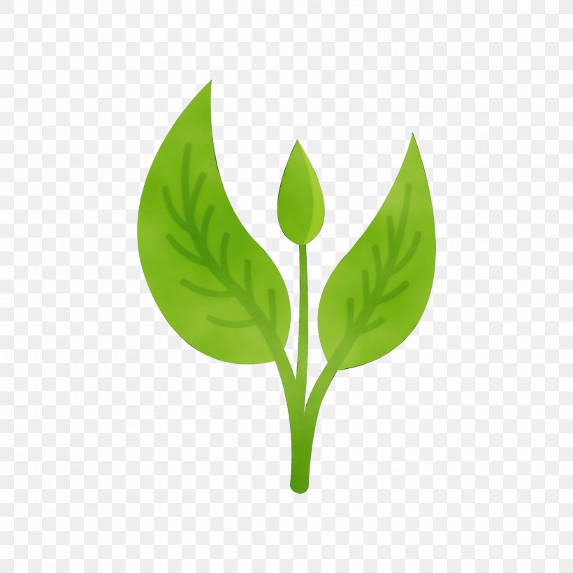 Green Leaf Background, PNG, 2000x2000px, Leaf, Adobe, Anthurium, Arum Family, Color Download Free