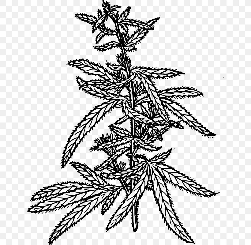 Hemp Cannabis Sativa Cannabidiol Clip Art, PNG, 642x800px, Hemp, Art, Black And White, Branch, Cannabidiol Download Free