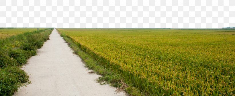 Paddy Field Rice Oryza Sativa Crop, PNG, 1024x422px, Paddy Field, Agriculture, Crop, Energy, Farm Download Free