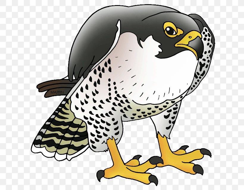 Peregrine Falcon Prairie Falcon Merlin Clip Art, PNG, 648x637px, Peregrine Falcon, Beak, Bird, Bird Of Prey, Falcon Download Free
