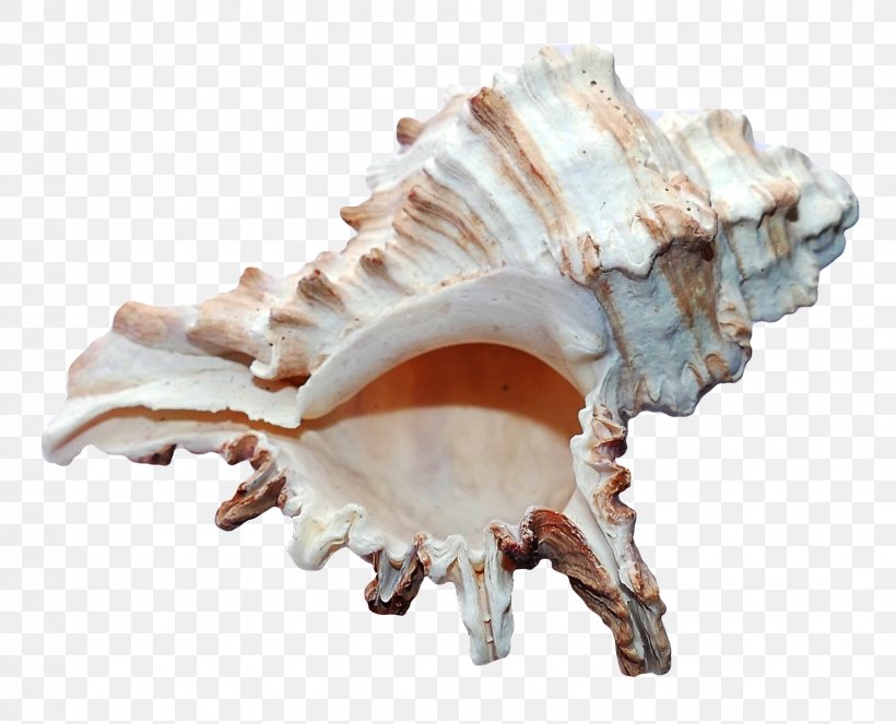 Seashell Mollusc Shell Shell Beach, PNG, 1582x1280px, Seashell, Beach, Bone, Conch, Conchology Download Free