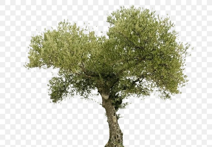 Tree Olive Oil Arahal Food, PNG, 708x568px, Tree, Arahal, Bonsai, Branch, Cooperative Download Free
