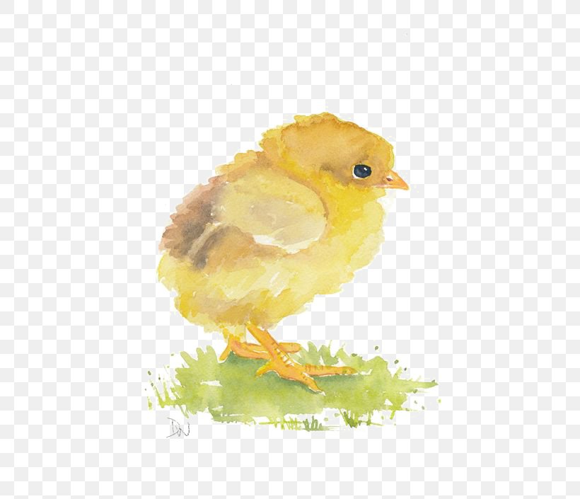 Watercolor Painting Chicken Art, PNG, 564x705px, Watercolor Painting, Art, Beak, Bird, Chicken Download Free