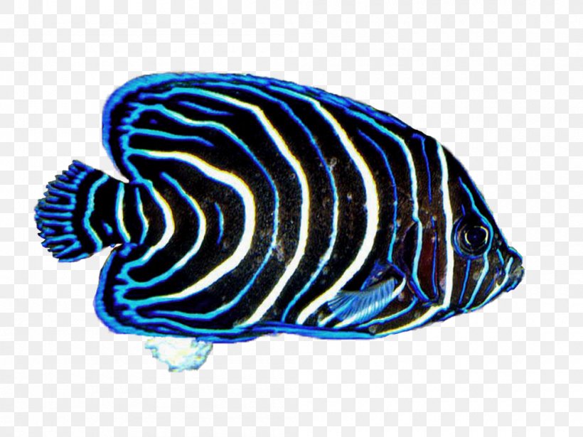 Coral Reef Fish Desktop Wallpaper, PNG, 1000x750px, Coral, Aquatic Animal, Blue, Cobalt Blue, Coral Reef Download Free