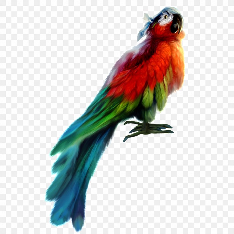 Fly: Parrot Bird Vector Graphics Clip Art, PNG, 1024x1024px, Parrot, Beak, Bird, Color, Feather Download Free