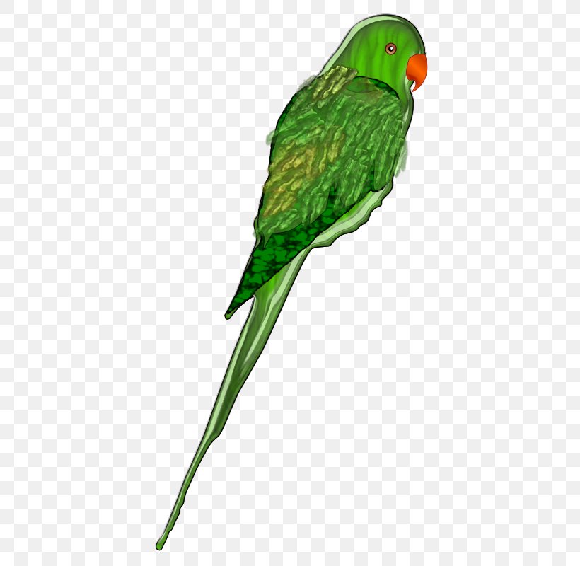 Parrot Bird Budgerigar Clip Art, PNG, 511x800px, Parrot, Beak, Bird, Budgerigar, Common Pet Parakeet Download Free