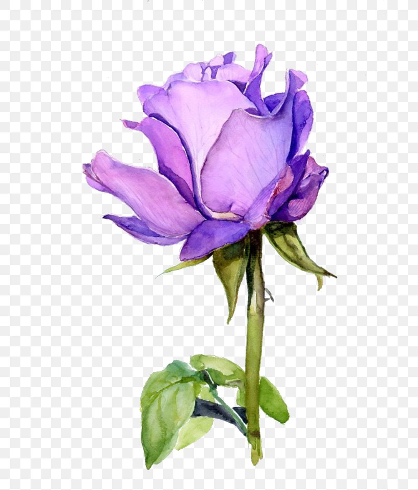 Rose Flower Watercolor Painting Purple, PNG, 700x962px, Rose, Art, Bellflower Family, Color, Cut Flowers Download Free