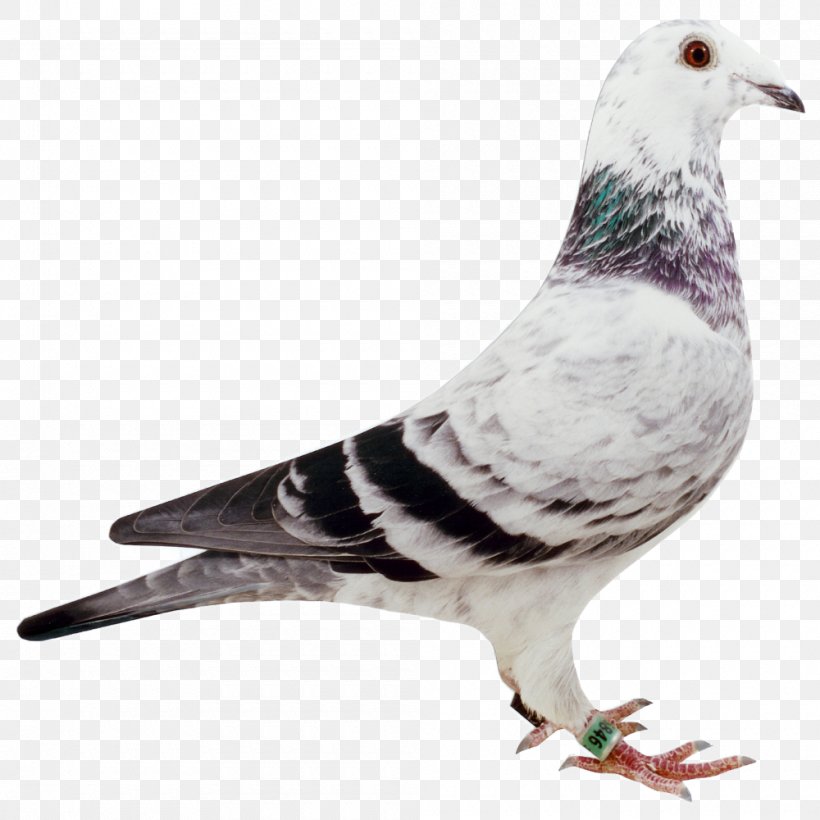Stock Dove Columbidae Feather Beak, PNG, 1000x1000px, Stock Dove, Beak, Bird, Columbidae, Fauna Download Free