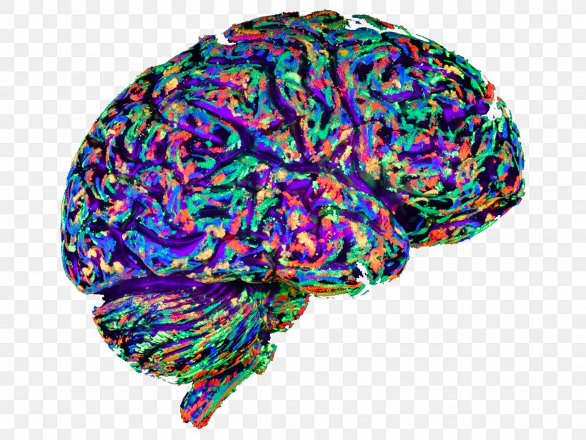 Art Brain Mapping Evolution Mind, PNG, 1536x1154px, Art, Artist, Arts, Brain, Brain Mapping Download Free
