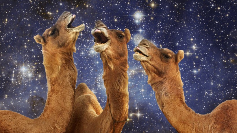 Camelids Rajasthan Desktop Wallpaper Camels In Space, PNG, 1920x1080px, Camel, Animal, Camel Like Mammal, Camelids, Camels In Space Download Free