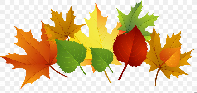 Maple Leaf, PNG, 3902x1852px, Leaf, Autumn, Black Maple, Deciduous, Flower Download Free