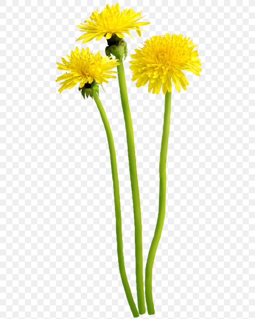 Flower Clip Art, PNG, 501x1024px, Flower, Art, Cut Flowers, Daisy Family, Dandelion Download Free