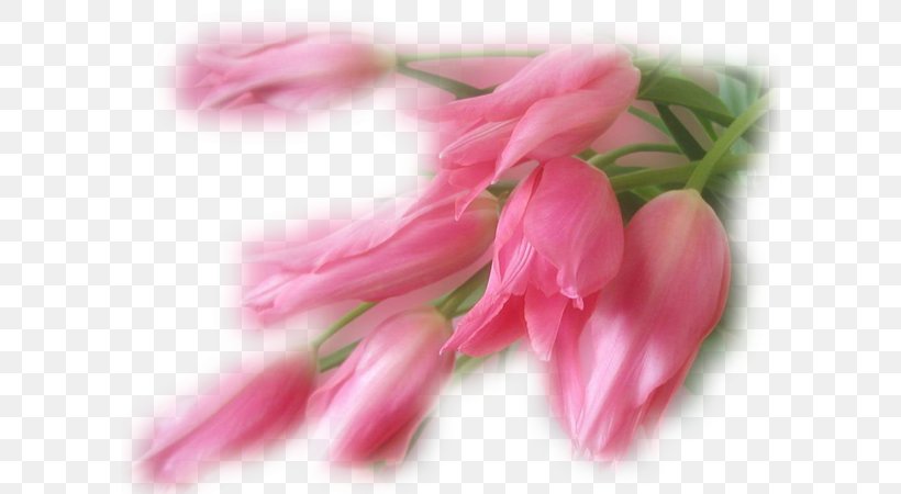 Mother Pink Flowers Flower Bouquet Father, PNG, 600x450px, Mother, Bud, Child, Family, Father Download Free