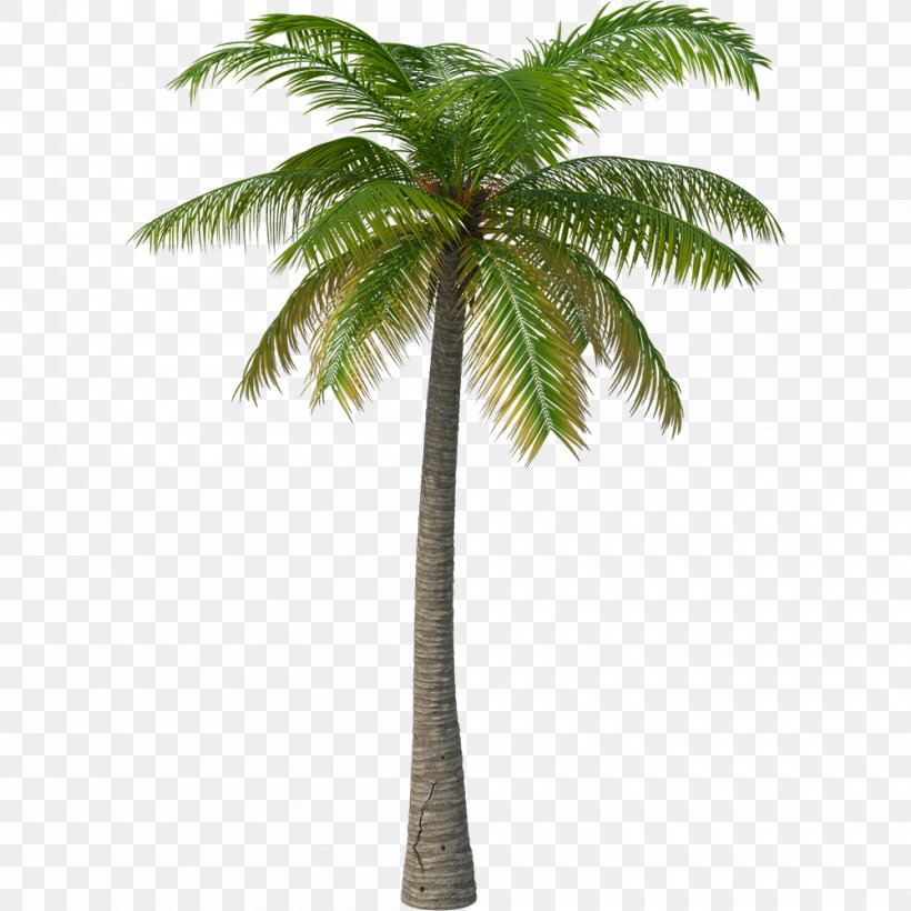 Palm Tree, PNG, 1000x1000px, Tree, Arecales, Date Palm, Desert Palm, Elaeis Download Free