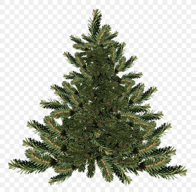 Howell's Floral Outlet Store Fraser Fir Christmas Tree Spruce, PNG, 780x800px, Fraser Fir, Branch, Christmas Day, Christmas Decoration, Christmas Lights Download Free