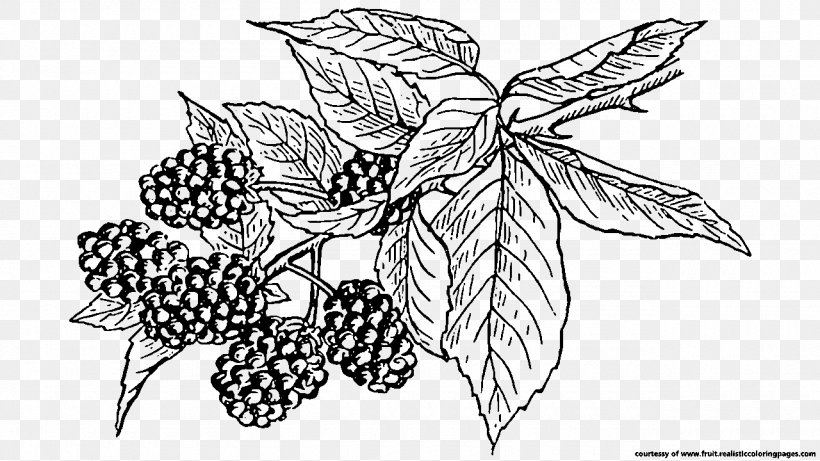 BlackBerry Fruit Mobile Phones Clip Art, PNG, 1280x720px, Blackberry, Art, Artwork, Berry, Black And White Download Free