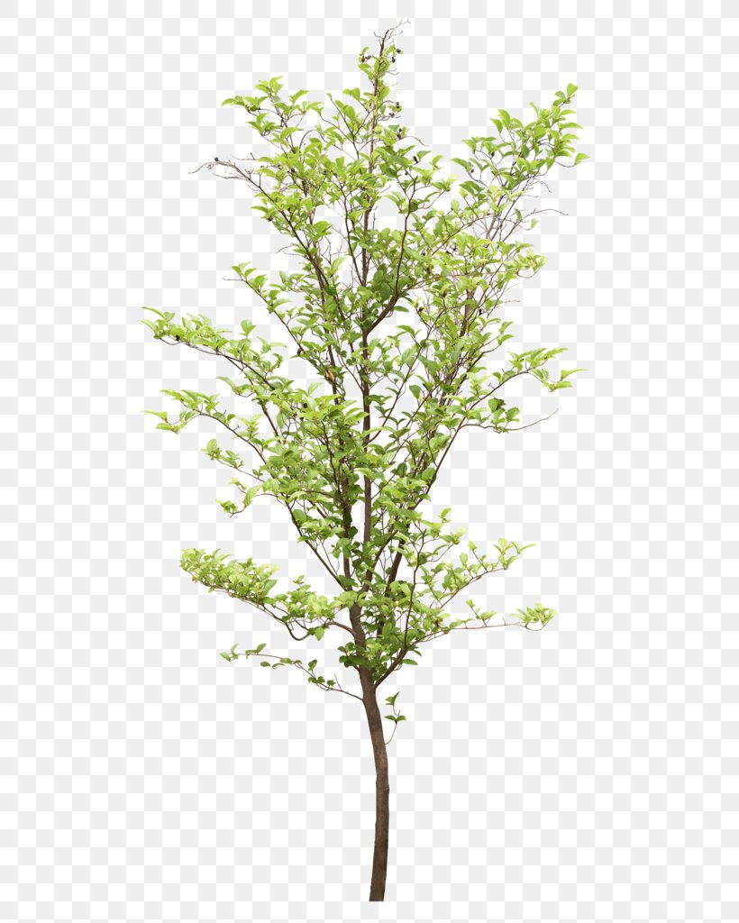 Psd Adobe Photoshop Tree Image, PNG, 540x1024px, Tree, Architectural Rendering, Branch, Drawing, Herb Download Free