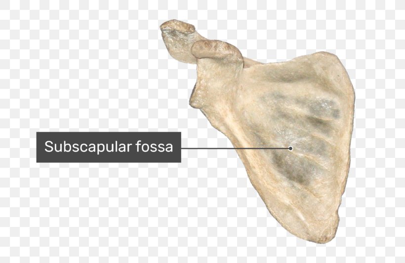 Scapula Bone Infraglenoid Tubercle Anatomy Shoulder Girdle, PNG, 770x533px, Watercolor, Cartoon, Flower, Frame, Heart Download Free