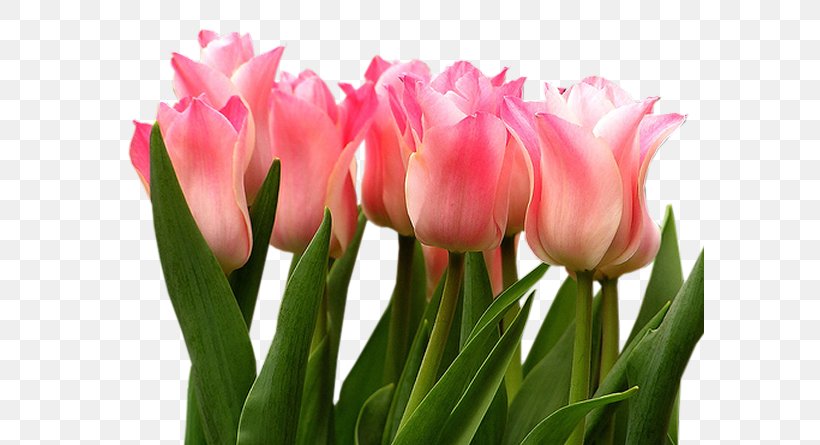Tulip Flower Leaf Clip Art, PNG, 589x445px, Tulip, Animation, Cut Flowers, Floristry, Flower Download Free