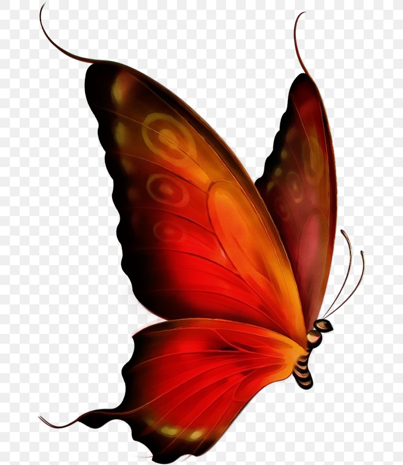 Butterfly Leaf Moths And Butterflies Insect Plant, PNG, 670x947px, Watercolor, Butterfly, Insect, Leaf, Moths And Butterflies Download Free