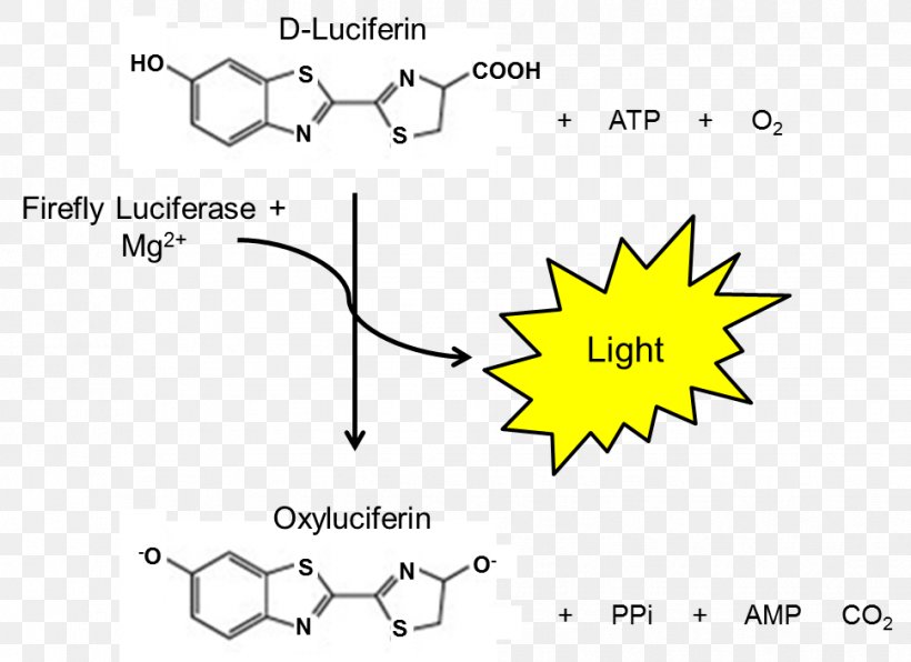 Luciferase Firefly Luciferin Assay, PNG, 969x705px, Luciferase, Adenosine Triphosphate, Area, Assay, Atp Synthase Download Free