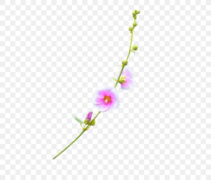 Plant Flower Download, PNG, 700x700px, Plant, Branch, Flora, Floral Design, Flower Download Free