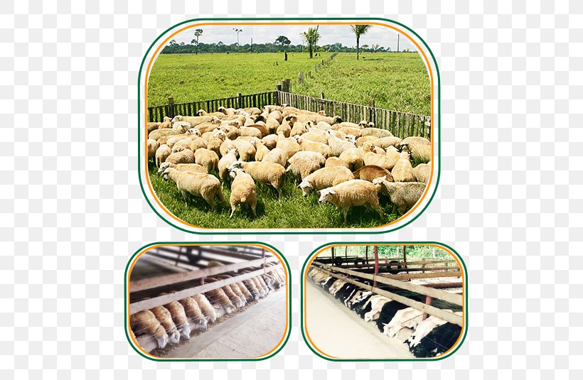 Sheep Acre Market Solution Customer, PNG, 557x535px, Sheep, Acre, Cow Goat Family, Customer, Digital Data Download Free